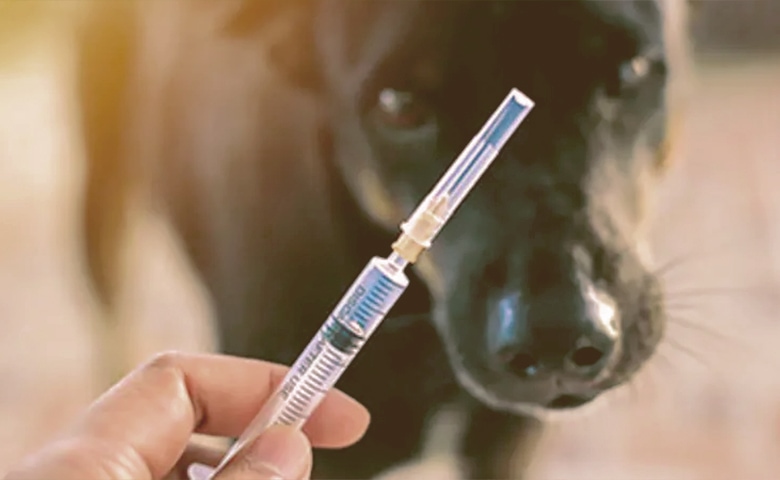 dog looking at syringe