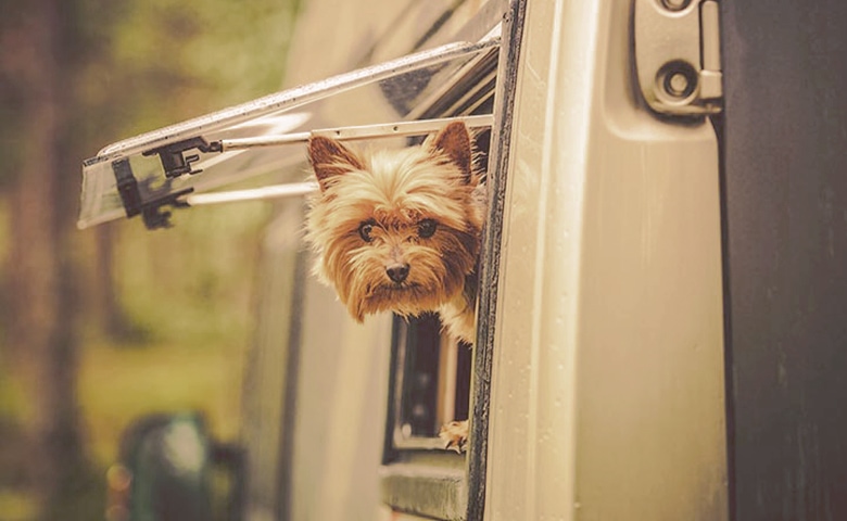 dog looking through a rv window