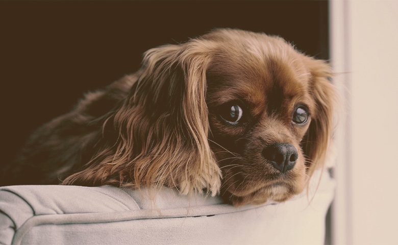dog looking dog looking