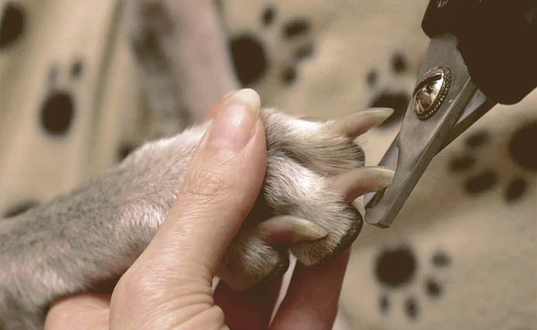 dog nail clipping dog nail clipping