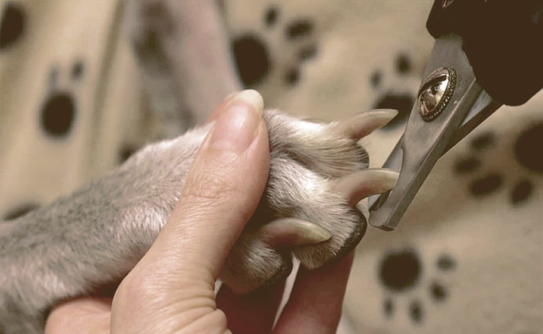 dog nail clipping