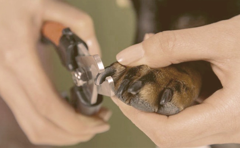 dog nail clipping