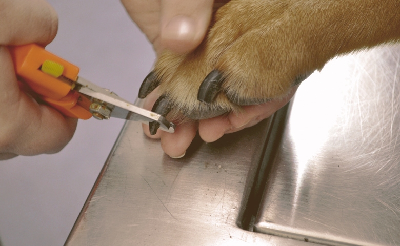 dog nail clipping