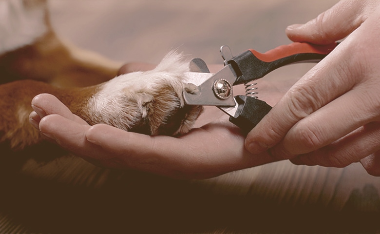 dog nail clipping