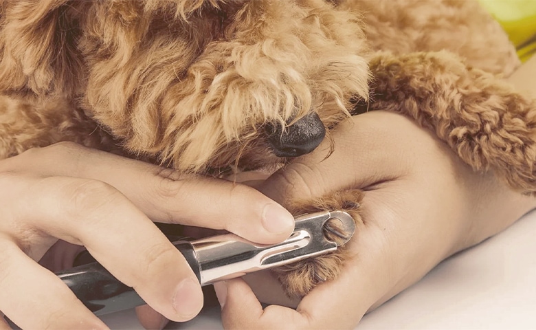 dog nail clipping