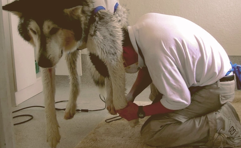 dog nail clipping dog nail clipping