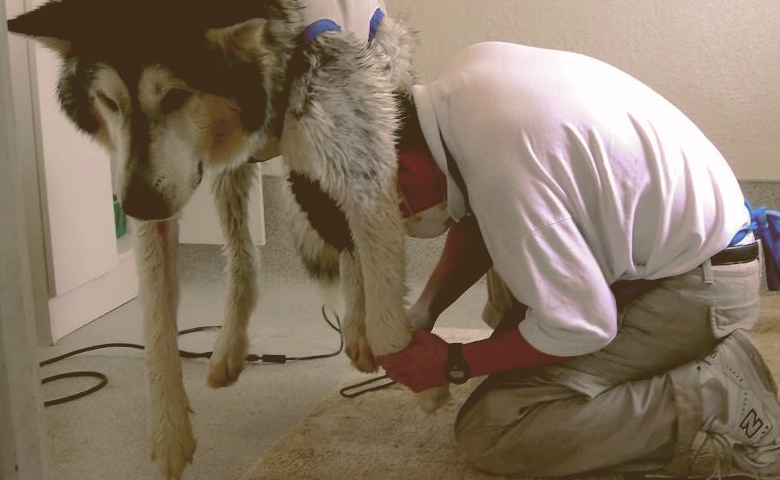 dog nail clipping