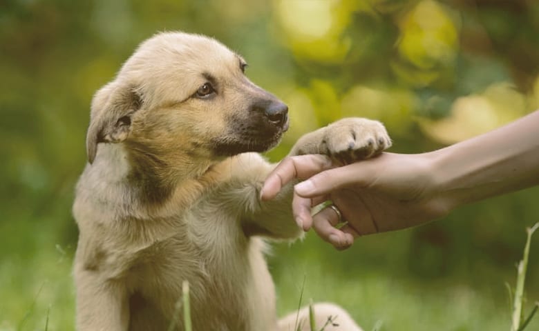 dog pawing owner