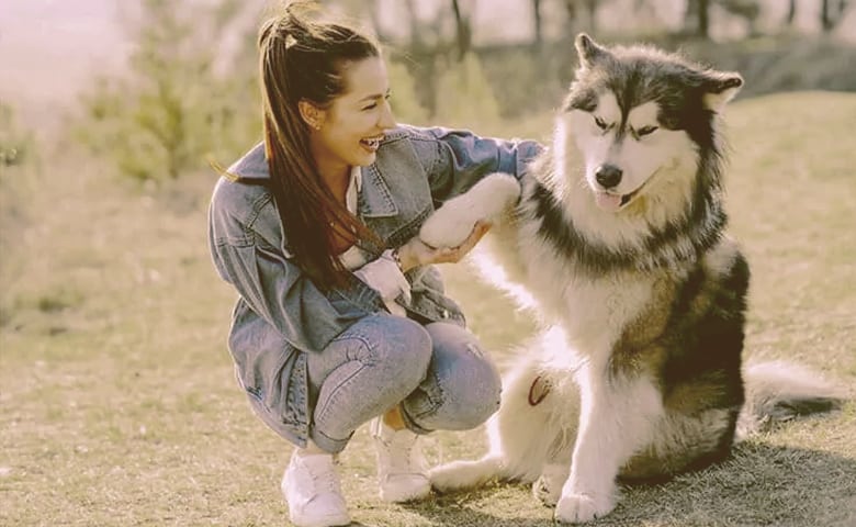 dog pawing owner dog pawing owner