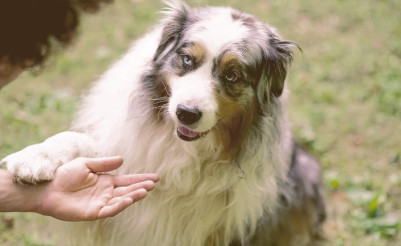 dog pawing owner dog pawing owner