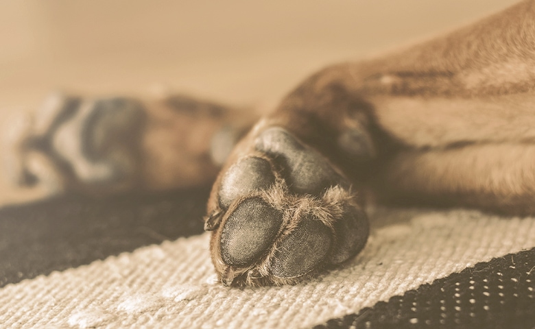 dog paws dog paws