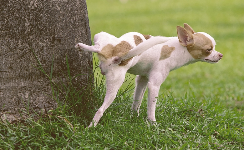 dog peeing into a tree