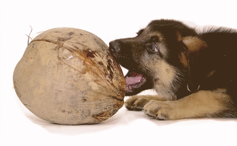 dog-playing-with-a-coconut