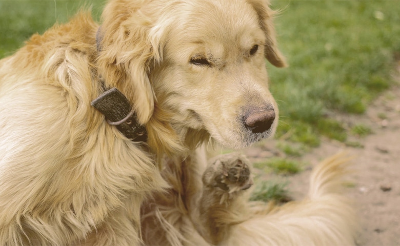 dog scratching dog scratching