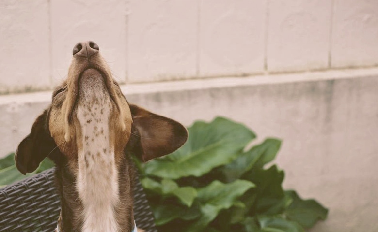 dog sniffing the air