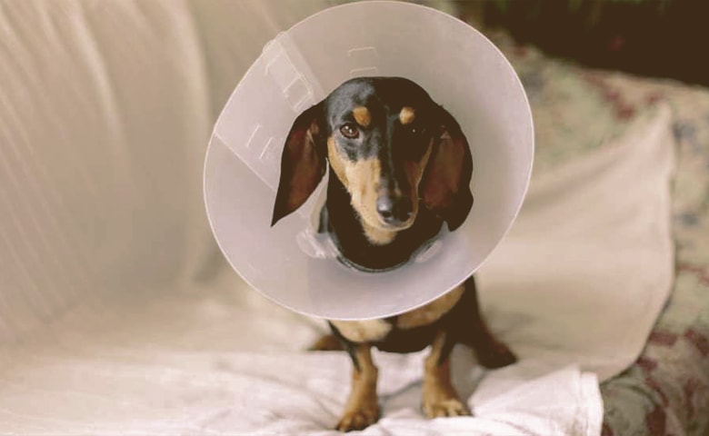 dog with elizabethan collar