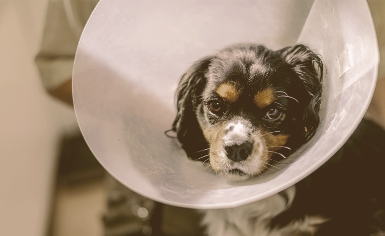 dog with elizabethan collar