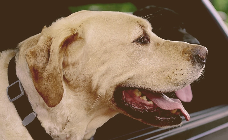 dog with head outside of the car