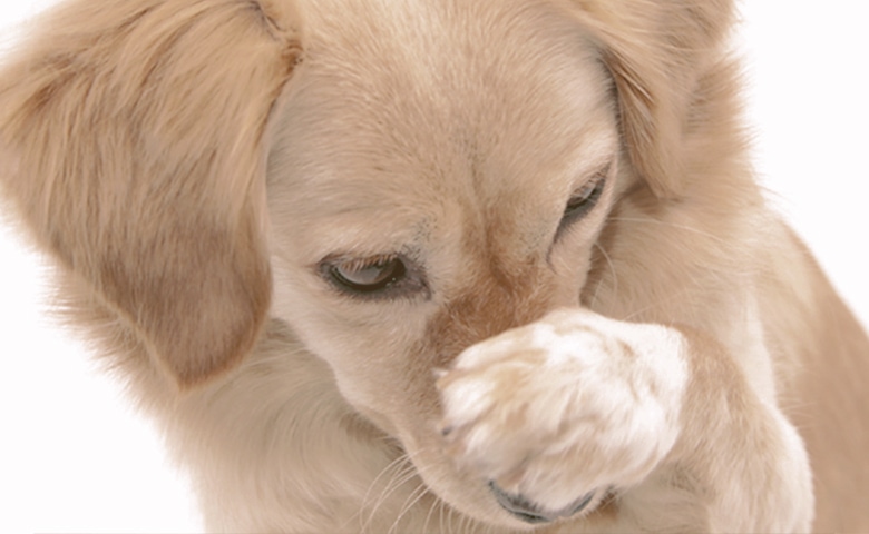 dog with paw covering his nose