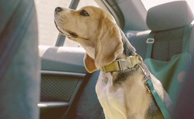 dog with seatbelt