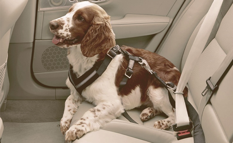 dog with seatbelt