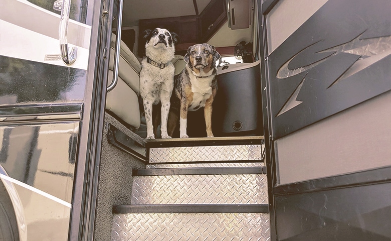 dogs at the entrance of the rv dogs at the entrance of the rv