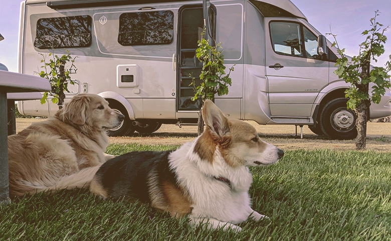 dogs laying down by RV