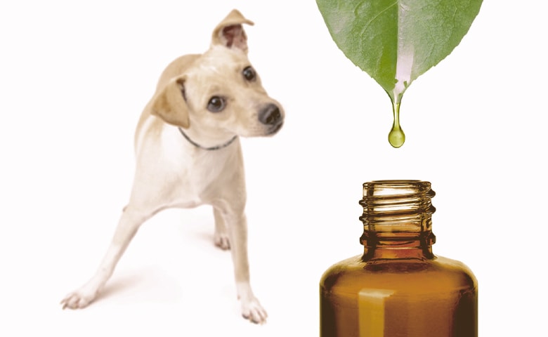 essential oils and dog essential oils and dog