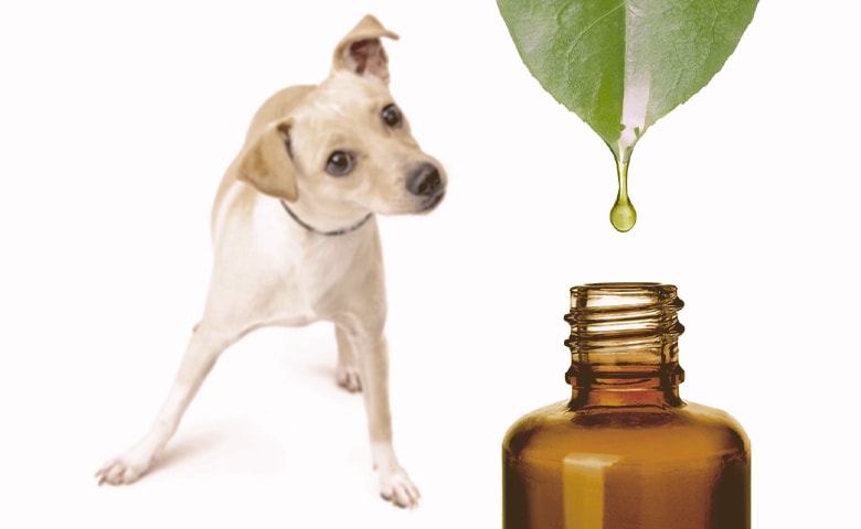 essential oils and dog