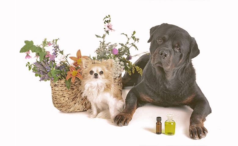 essential oils and dogs