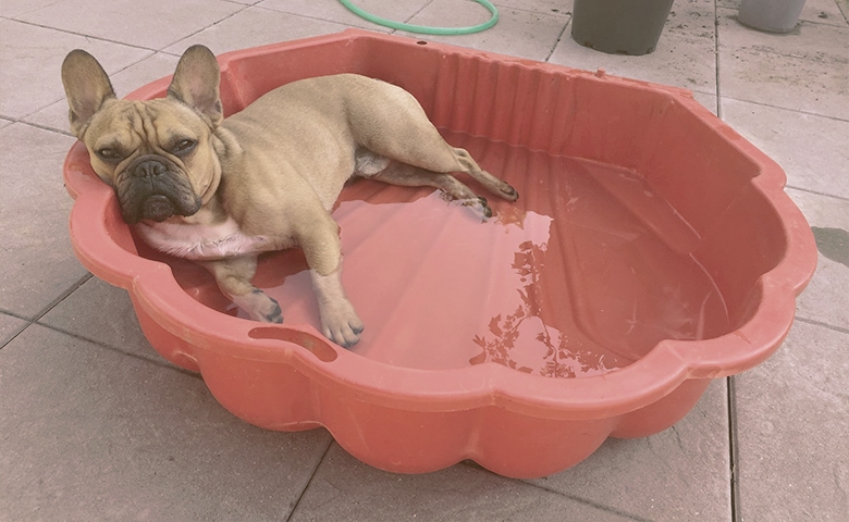 french bulldog laying down on a small pool