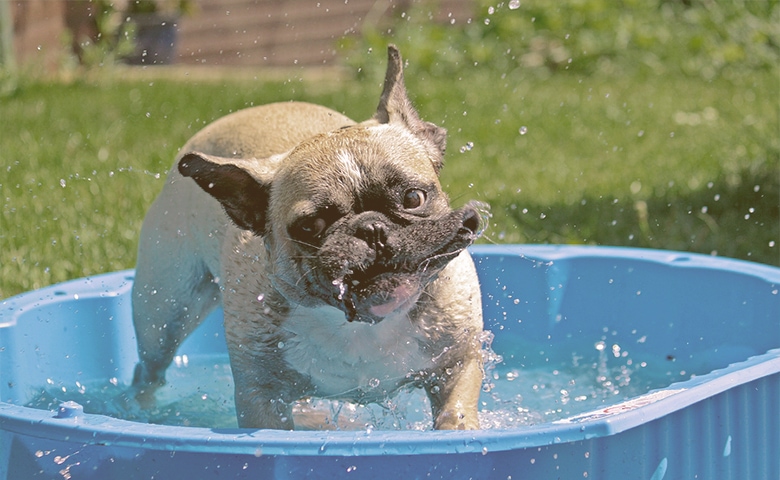 french bulldog on a small pool