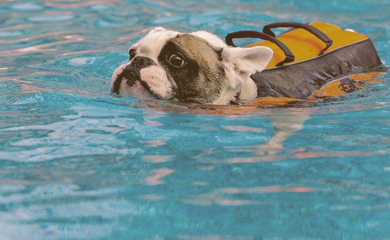 french bulldog swimming