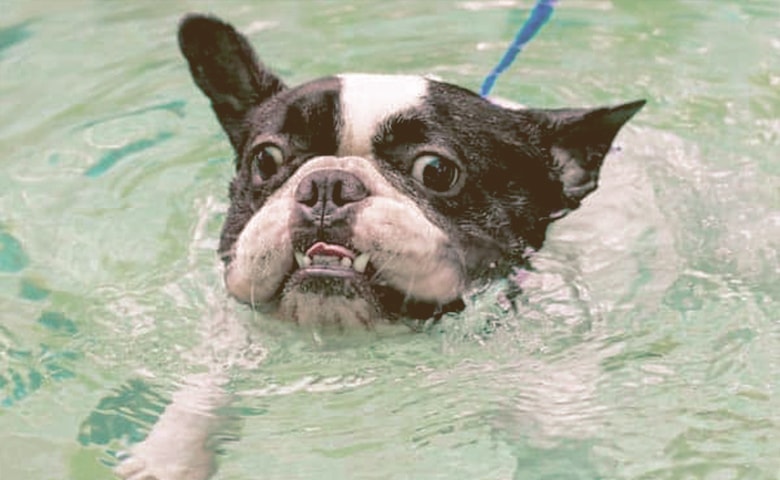 french bulldog swimming