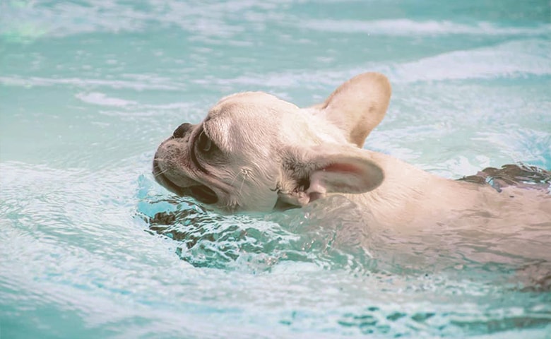 french bulldog swimming