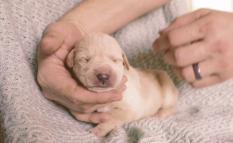 newborn puppy head held