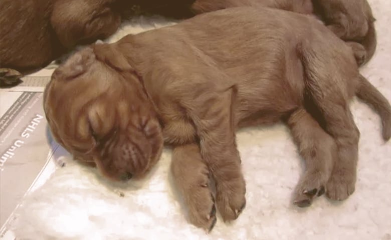 newborn puppy laying