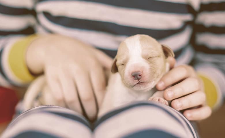 newborn puppy on the lap of a girl