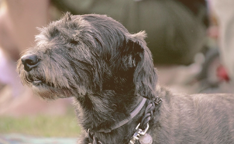 old black dog old black dog