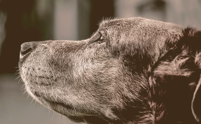 old black dog old black dog