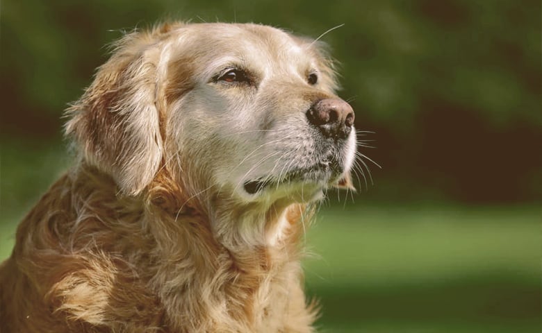 old dog looking