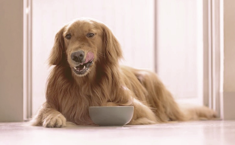 retriever dog licking his lips retriever dog licking his lips