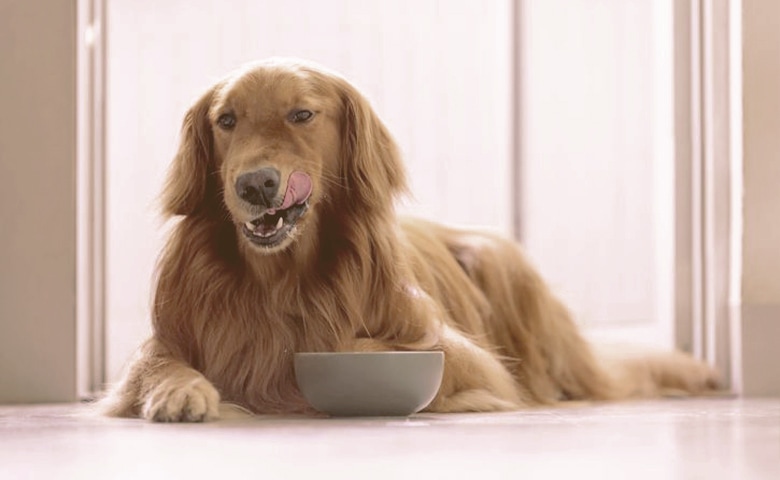 retriever dog licking his lips