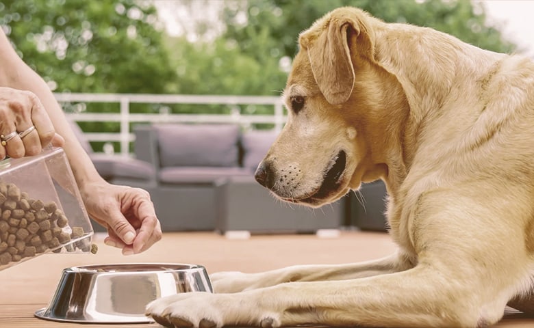 senior dog food senior dog food