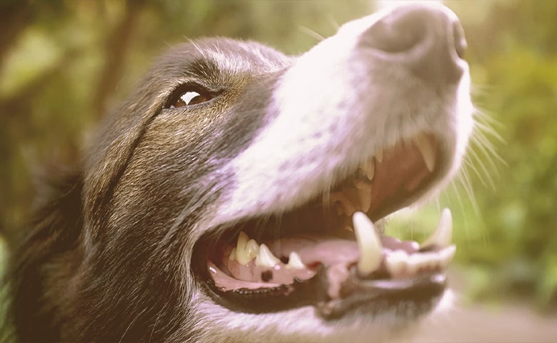 senior dog with opened mouth