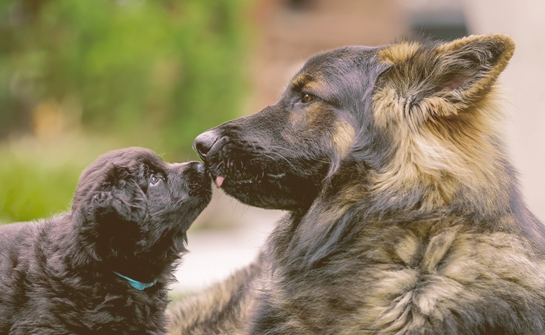 A puppy smelling the nose of an adult dog A puppy smelling the nose of an adult dog