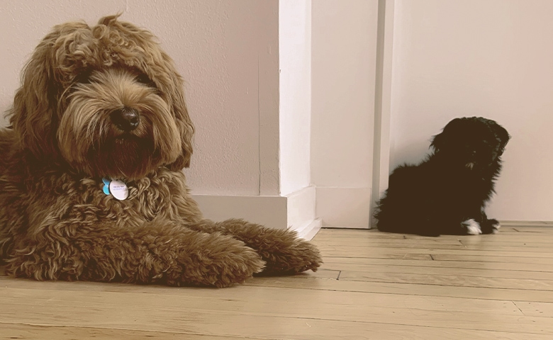 An adult dog an a puppy An adult dog an a puppy
