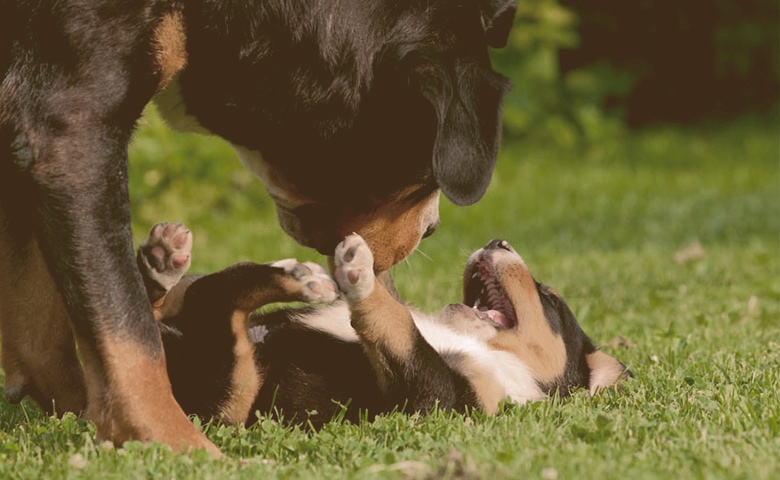 An adult dog playing with a puppy