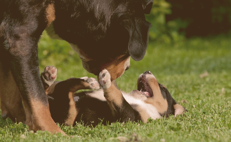 An adult dog playing with a puppy An adult dog playing with a puppy