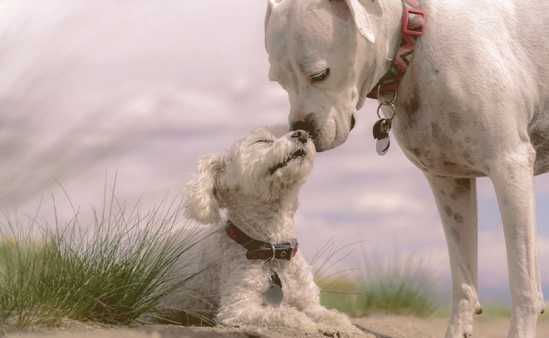 An adult dog smelling a puppy An adult dog smelling a puppy